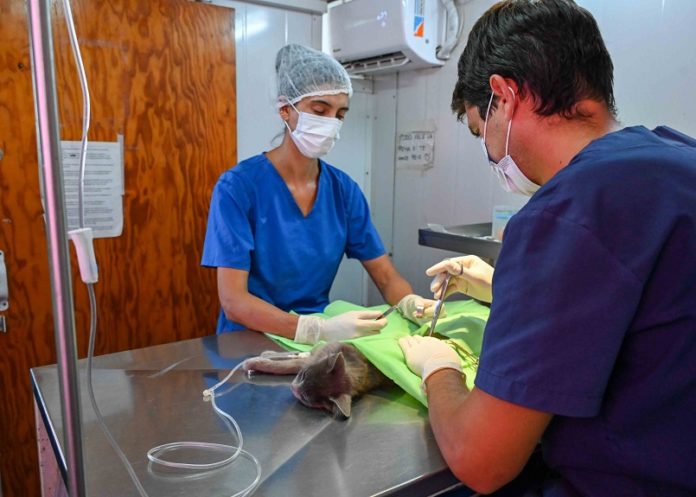 Servicios a cargo de Veterinaria y Zoonosis